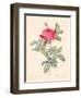 Rosa Gallica Pontiana-Pierre-Joseph Redouté-Framed Giclee Print