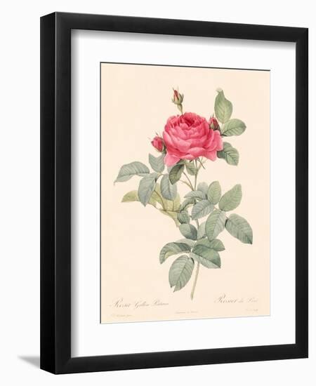 Rosa Gallica Pontiana-Pierre-Joseph Redouté-Framed Giclee Print