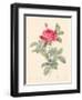 Rosa Gallica Pontiana-Pierre-Joseph Redouté-Framed Giclee Print