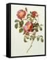 Rosa Gallica Pumila, from Les Roses, 1817-24-Pierre-Joseph Redouté-Framed Stretched Canvas