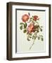 Rosa Gallica Pumila, from Les Roses, 1817-24-Pierre-Joseph Redouté-Framed Giclee Print