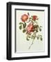 Rosa Gallica Pumila, from Les Roses, 1817-24-Pierre-Joseph Redouté-Framed Giclee Print