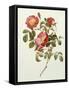 Rosa Gallica Pumila, from Les Roses, 1817-24-Pierre-Joseph Redouté-Framed Stretched Canvas