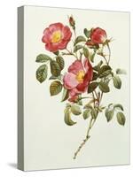 Rosa Gallica Pumila, from Les Roses, 1817-24-Pierre-Joseph Redouté-Stretched Canvas