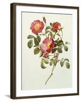 Rosa Gallica Pumila, from Les Roses, 1817-24-Pierre-Joseph Redouté-Framed Giclee Print