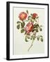 Rosa Gallica Pumila, from Les Roses, 1817-24-Pierre-Joseph Redouté-Framed Giclee Print