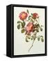 Rosa Gallica Pumila, from Les Roses, 1817-24-Pierre-Joseph Redouté-Framed Stretched Canvas