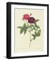 Rosa Gallica Purpurea Velutina, Parva-Pierre-Joseph Redouté-Framed Giclee Print