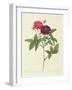 Rosa Gallica Purpurea Velutina, Parva-Pierre-Joseph Redouté-Framed Giclee Print