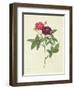 Rosa Gallica Purpurea Velutina, Parva-Pierre-Joseph Redouté-Framed Giclee Print