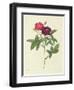 Rosa Gallica Purpurea Velutina, Parva-Pierre-Joseph Redouté-Framed Giclee Print