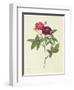 Rosa Gallica Purpurea Velutina, Parva-Pierre-Joseph Redouté-Framed Giclee Print