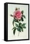 Rosa Gallica Regalis-Pierre-Joseph Redouté-Framed Stretched Canvas