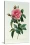 Rosa Gallica Regalis-Pierre-Joseph Redouté-Stretched Canvas