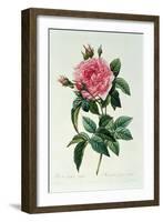 Rosa Gallica Regalis-Pierre-Joseph Redouté-Framed Giclee Print