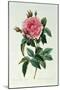 Rosa Gallica Regalis-Pierre-Joseph Redouté-Mounted Giclee Print