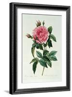 Rosa Gallica Regalis-Pierre-Joseph Redouté-Framed Giclee Print