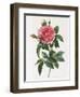 Rosa Gallica Reglais-Pierre-Joseph Redouté-Framed Giclee Print