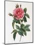 Rosa Gallica Reglais-Pierre-Joseph Redouté-Mounted Giclee Print