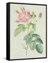 Rosa Gallica Rosea Flore Simplici-Pierre-Joseph Redouté-Framed Stretched Canvas