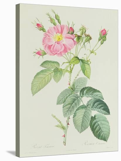 Rosa Gallica Rosea Flore Simplici-Pierre-Joseph Redouté-Stretched Canvas