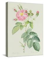 Rosa Gallica Rosea Flore Simplici-Pierre-Joseph Redouté-Stretched Canvas