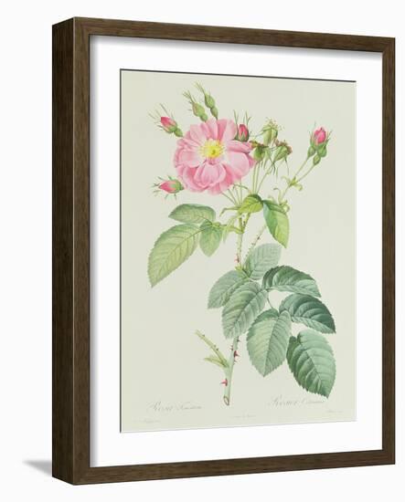 Rosa Gallica Rosea Flore Simplici-Pierre-Joseph Redouté-Framed Giclee Print