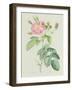 Rosa Gallica Rosea Flore Simplici-Pierre-Joseph Redouté-Framed Giclee Print