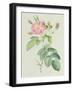 Rosa Gallica Rosea Flore Simplici-Pierre-Joseph Redouté-Framed Giclee Print