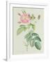 Rosa Gallica Rosea Flore Simplici-Pierre-Joseph Redouté-Framed Giclee Print