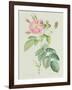 Rosa Gallica Rosea Flore Simplici-Pierre-Joseph Redouté-Framed Giclee Print