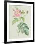 Rosa Gallica Rosea Flore Simplici-Pierre-Joseph Redouté-Framed Giclee Print