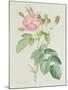 Rosa Gallica Rosea Flore Simplici-Pierre-Joseph Redouté-Mounted Giclee Print