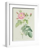 Rosa Gallica Rosea Flore Simplici-Pierre-Joseph Redouté-Framed Giclee Print