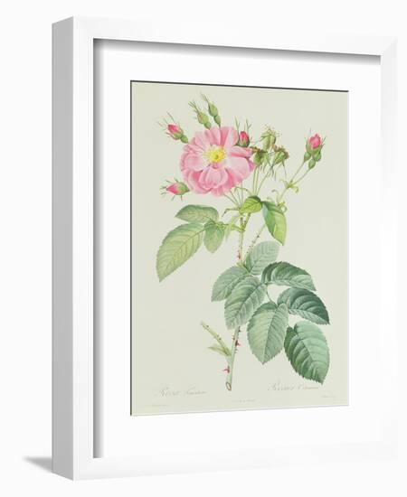 Rosa Gallica Rosea Flore Simplici-Pierre-Joseph Redouté-Framed Giclee Print