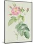 Rosa Gallica Rosea Flore Simplici-Pierre-Joseph Redouté-Mounted Giclee Print