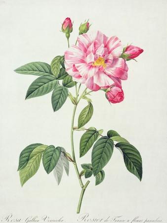 https://imgc.allpostersimages.com/img/posters/rosa-gallica-versicolor-french-rose-engraved-by-langlois-from-les-roses-1817-24_u-L-Q1HHPOV0.jpg?artPerspective=n