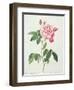 Rosa Gallica Versicolor (French Rose), Engraved by Langlois, from 'Les Roses', 1817-24-Pierre-Joseph Redouté-Framed Giclee Print