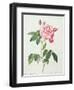 Rosa Gallica Versicolor (French Rose), Engraved by Langlois, from 'Les Roses', 1817-24-Pierre-Joseph Redouté-Framed Giclee Print