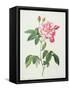 Rosa Gallica Versicolor (French Rose), Engraved by Langlois, from 'Les Roses', 1817-24-Pierre-Joseph Redouté-Framed Stretched Canvas