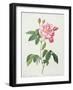 Rosa Gallica Versicolor (French Rose), Engraved by Langlois, from 'Les Roses', 1817-24-Pierre-Joseph Redouté-Framed Giclee Print