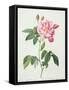 Rosa Gallica Versicolor (French Rose), Engraved by Langlois, from 'Les Roses', 1817-24-Pierre-Joseph Redouté-Framed Stretched Canvas