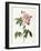 Rosa Gallica Versicolor-Pierre-Joseph Redouté-Framed Giclee Print