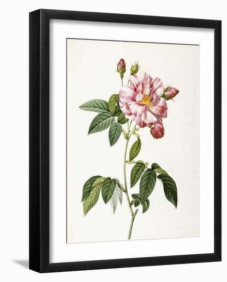 Rosa Gallica Versicolor-Pierre-Joseph Redouté-Framed Giclee Print