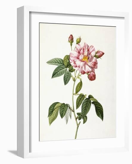 Rosa Gallica Versicolor-Pierre-Joseph Redouté-Framed Giclee Print