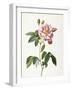 Rosa Gallica Versicolor-Pierre-Joseph Redouté-Framed Giclee Print