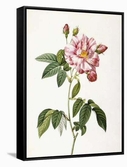 Rosa Gallica Versicolor-Pierre-Joseph Redouté-Framed Stretched Canvas