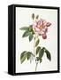 Rosa Gallica Versicolor-Pierre-Joseph Redouté-Framed Stretched Canvas