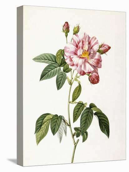 Rosa Gallica Versicolor-Pierre-Joseph Redouté-Stretched Canvas