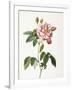 Rosa Gallica Versicolor-Pierre-Joseph Redouté-Framed Giclee Print